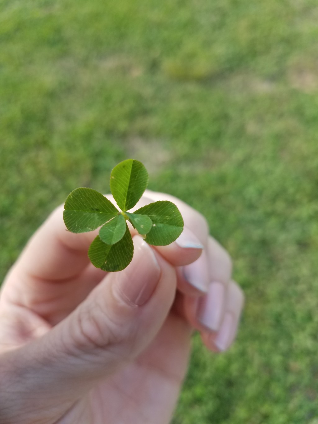6 leaf clover on Friday&nbsp;13th