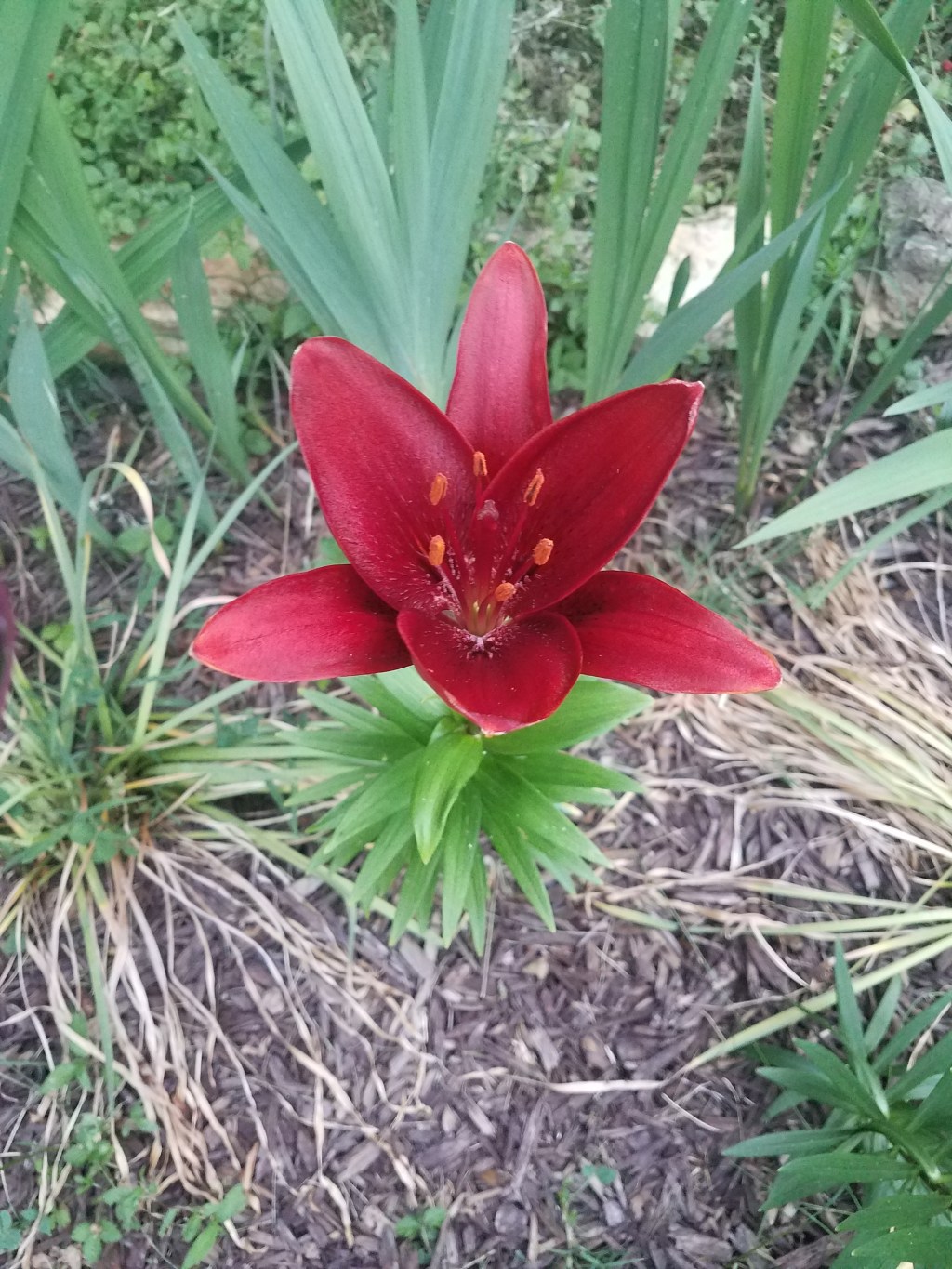 Grouchy Gus, Happy Harriet